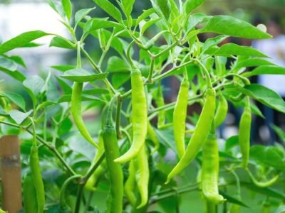 Chilli-Seeds-Jwala-Hybrid-1